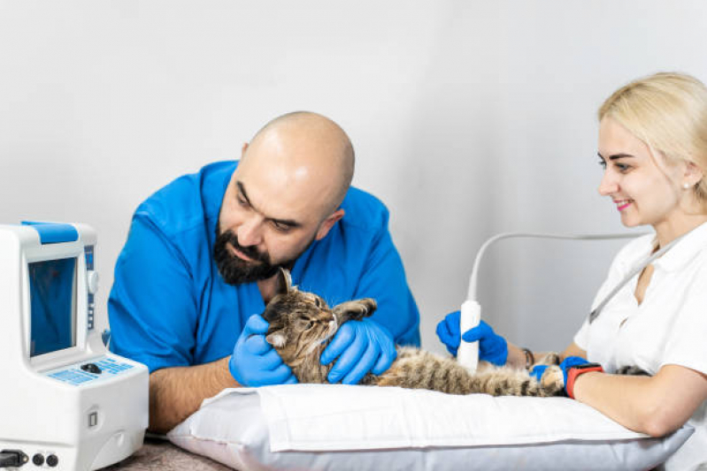 Oncologia Animal Vila Matias - Oncologista para Animais