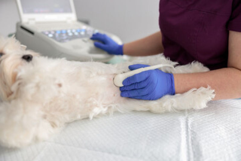 Oncologia Cães de Grande Porte Marcar Mooca - Oncologista de Cachorro