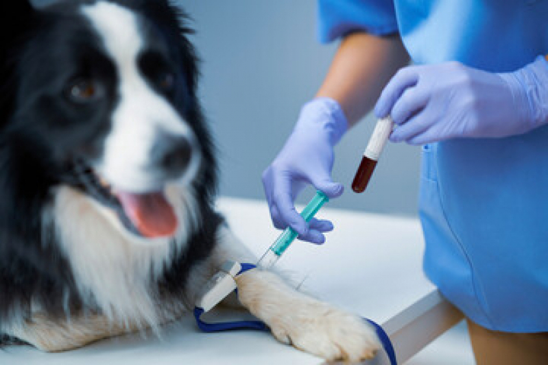 Oncologista para Cachorro de Pequeno Porte Vila Fernandes - Oncologia Cães de Grande Porte