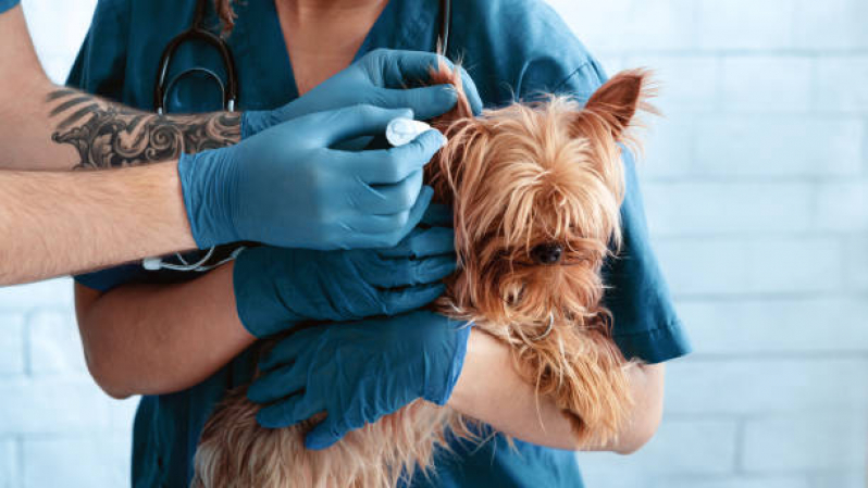 Onde Agendar Cardiologista para Animais de Pequeno Porte Zona Leste - Eco para Cães
