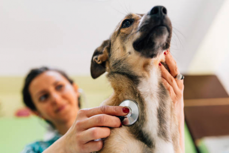 Onde Agendar Consulta de Especialidade de Nutricionista para Cachorro Vila Salete - Consulta de Especialidade para Animais Tatuapé