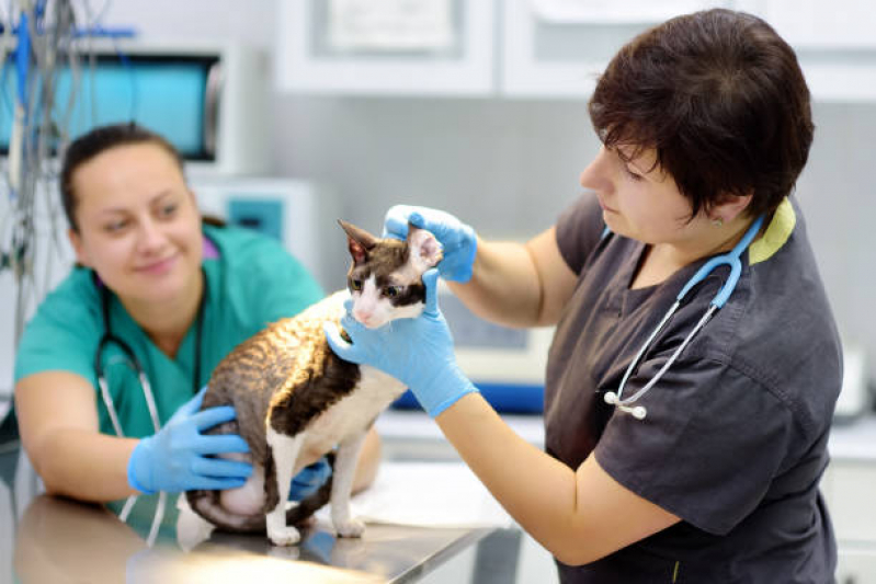 Onde Agendar Consulta de Especialidade de Oftalmologia para Gato Vila Maria Zelia - Consulta de Especialidade para Animais Tatuapé