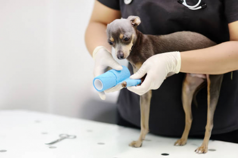 Onde Agendar Consulta de Especialidade de Ortopedia para Cachorro Jardim Gouveia - Consulta de Especialidade para Animais Tatuapé