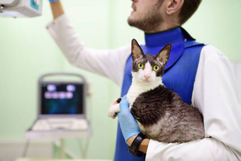 Onde Agendar Consulta de Especialidade de Ortopedia para Gato Jardim Japão - Consulta de Especialidade para Animais