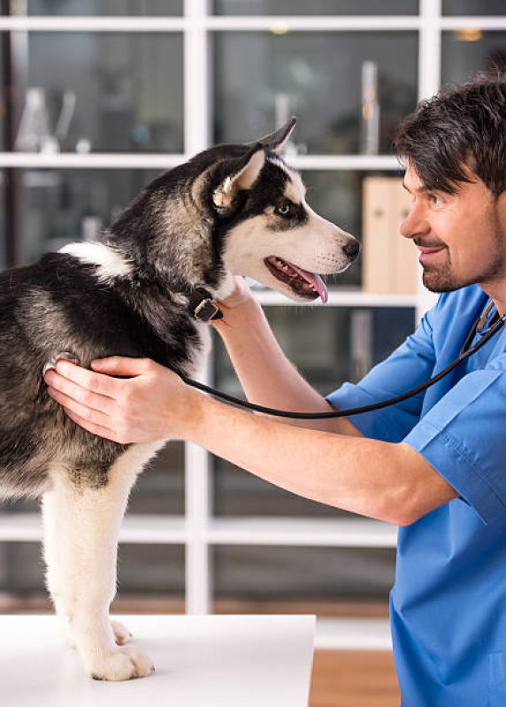 Onde Agendar Eletro para Cães Gatos Vila Euthalia - Cardiologista para Cachorro