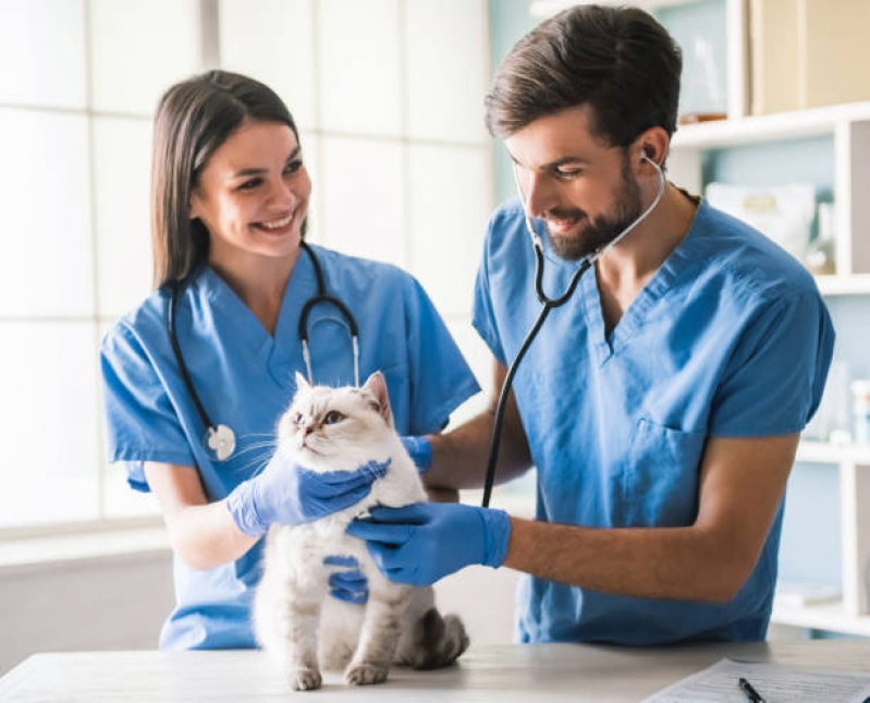 Onde Agendar Eletrocardiograma para Gatos Fazendinha - Cardiologista para Cachorro