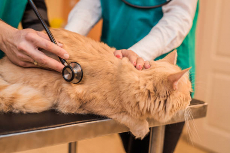 Onde Agendar Exame de Ecocardiograma para Cães e Gatos Fazendinha - Exame de Sangue para Gatos