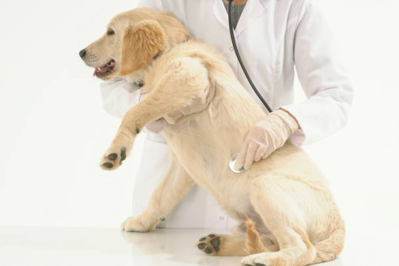 Onde Agendar Exame de Sangue para Cachorro Vila Santa Isabel - Exame para Animais Tatuapé