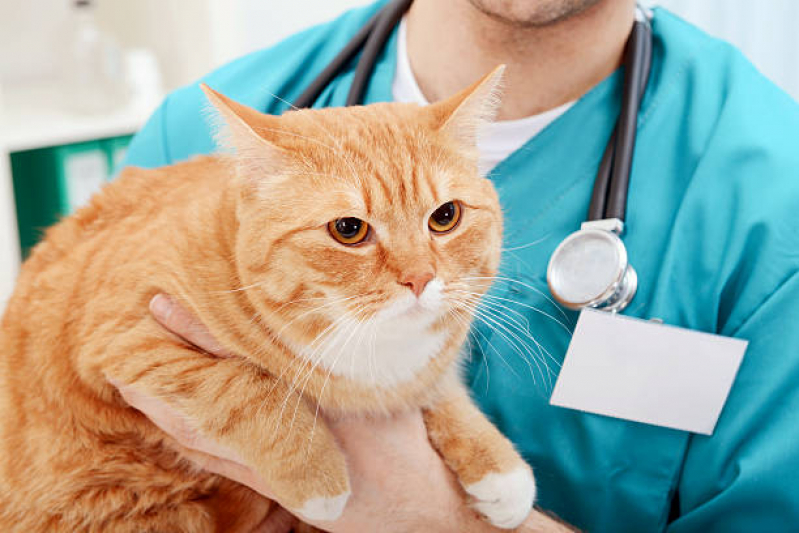 Onde Agendar Exame de Sangue para Gatos Vila Maria Alta - Exame Cardiograma para Animais