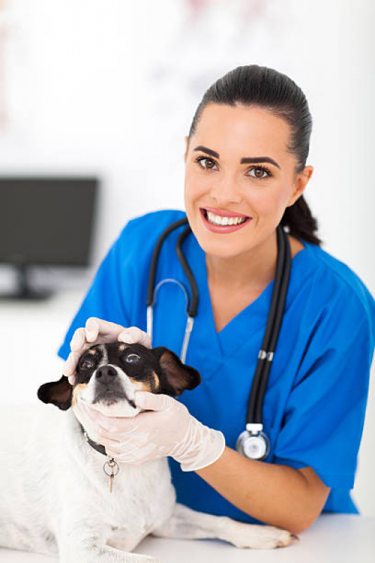 Onde Agendar Exame do Coração para Cães Vila Antonina - Cardiologista para Cachorro