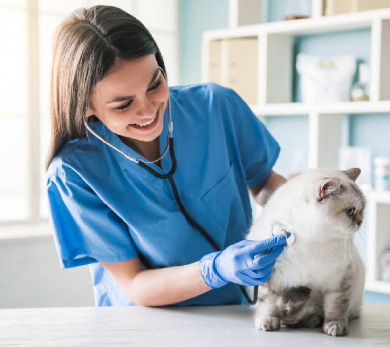 Onde Agendar Exame do Coração para Gatos Maria Quedas - Eletrocardiograma para Gatos
