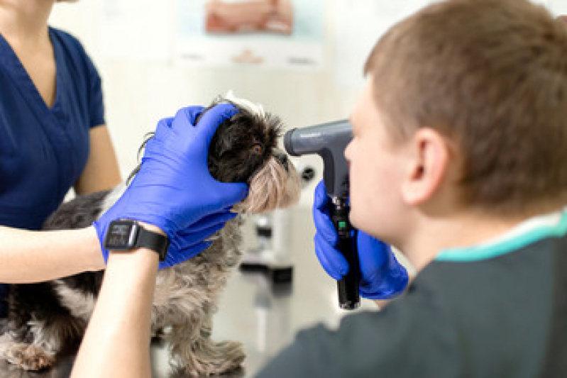Onde Agendar Oncologia Animal Zona Leste - Oncologia para Cachorro Tatuapé