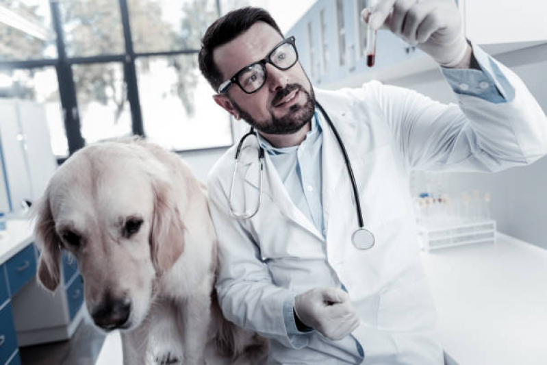 Onde Agendar Oncologista de Animais Canindé - Oncologista de Cachorro