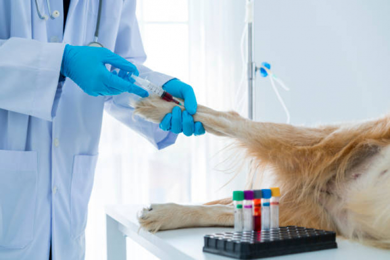 Onde Agendar Oncologista de Cachorro Vila Mafra - Oncologista para Animais
