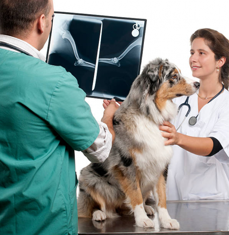 Onde Agendar Ortopedia Animal Vila São Pedro - Ortopedista para Cães