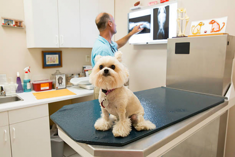 Onde Agendar Ortopedista de Cachorro Vila Formosa - Ortopedista para Cachorro