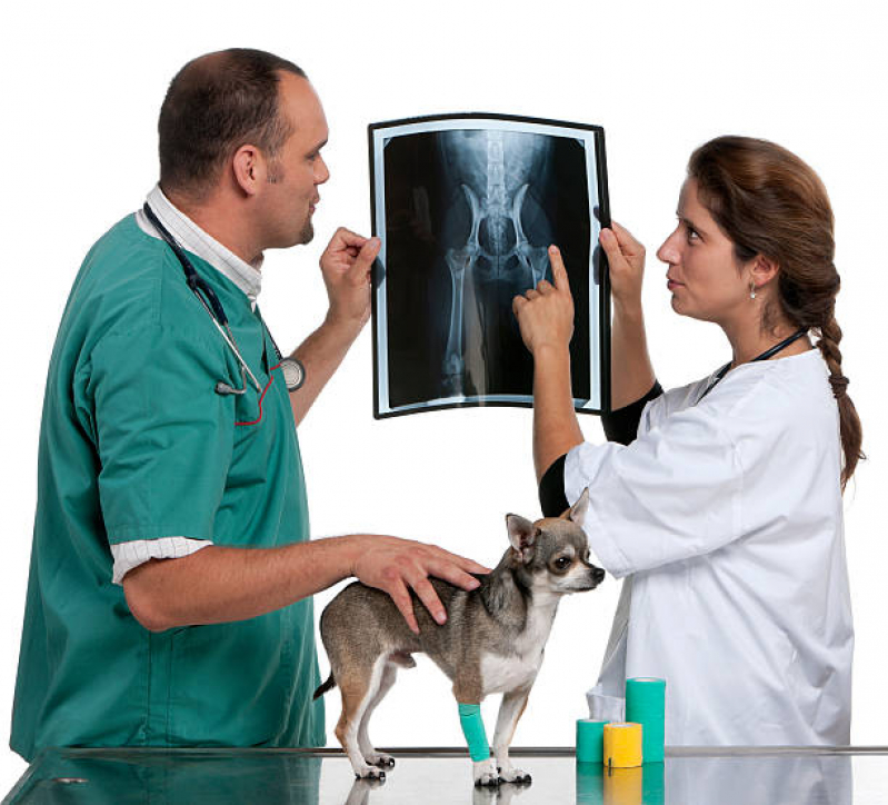 Onde Agendar Ortopedista para Cachorro Vila Fernandes - Ortopedista de Cachorro