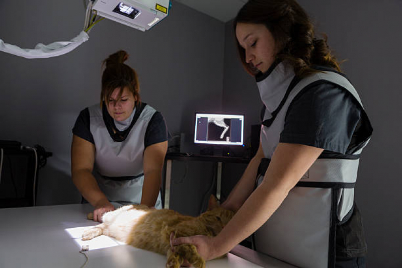 Onde Agendar Ortopedista para Cães de Grande Porte Penha de França - Ortopedista para Gatos