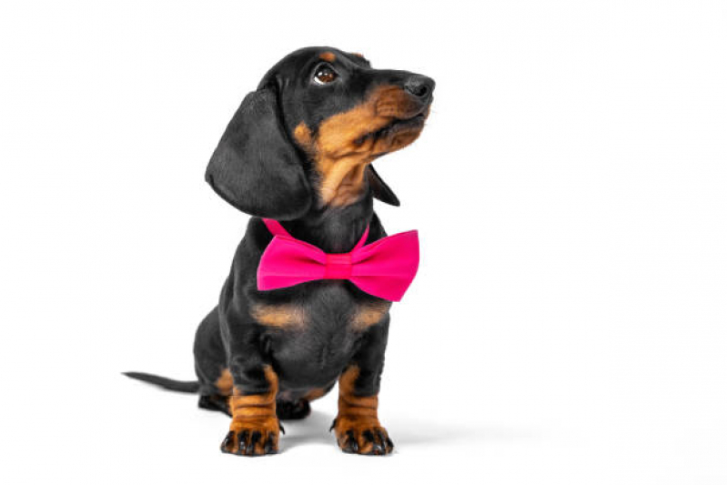 Onde Encontrar Dermatologia em Cães Canindé - Dermatologista para Cachorro