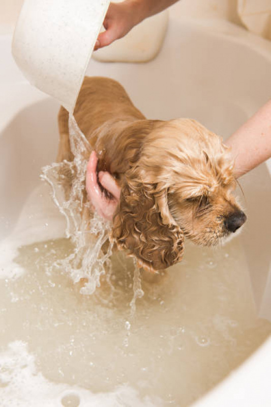 Onde Encontrar Dermatologia para Cachorro de Pequeno Porte Cuidade Patriarca - Dermatologia em Cães