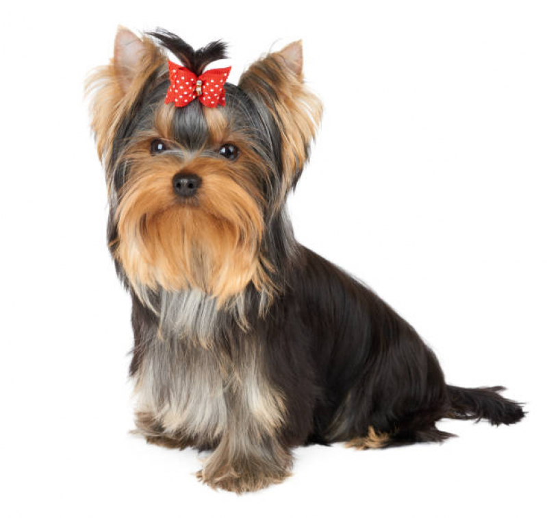 Onde Encontrar Dermatologista para Cães Viela Sabesp - Dermatologia para Cachorro de Pequeno Porte