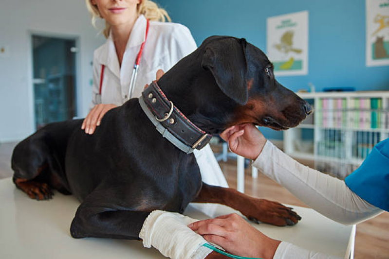 Onde Fazer Ozonioterapia para Animais de Pequeno Porte Penha de França - Ozonioterapia para Pets