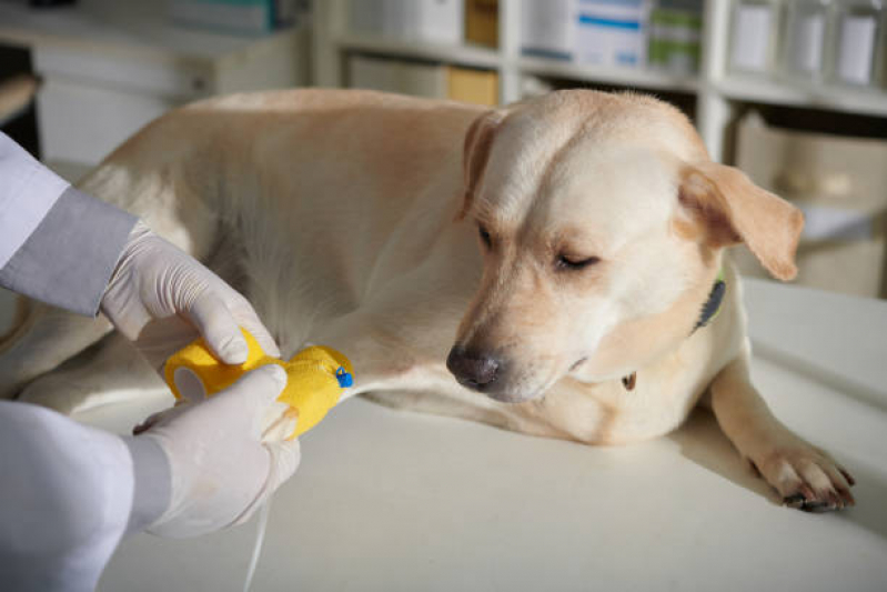Onde Fazer Ozonioterapia para Animais Vila Mafra - Ozonioterapia para Pets