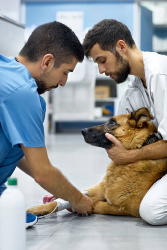 Onde Fazer Ozonioterapia para Cães e Gatos Vila Santa Isabel - Ozonioterapia para Animais de Pequeno Porte