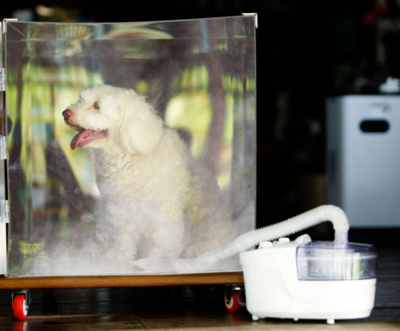 Onde Fazer Ozonioterapia para Cães Vila Amalia - Ozonioterapia para Pets