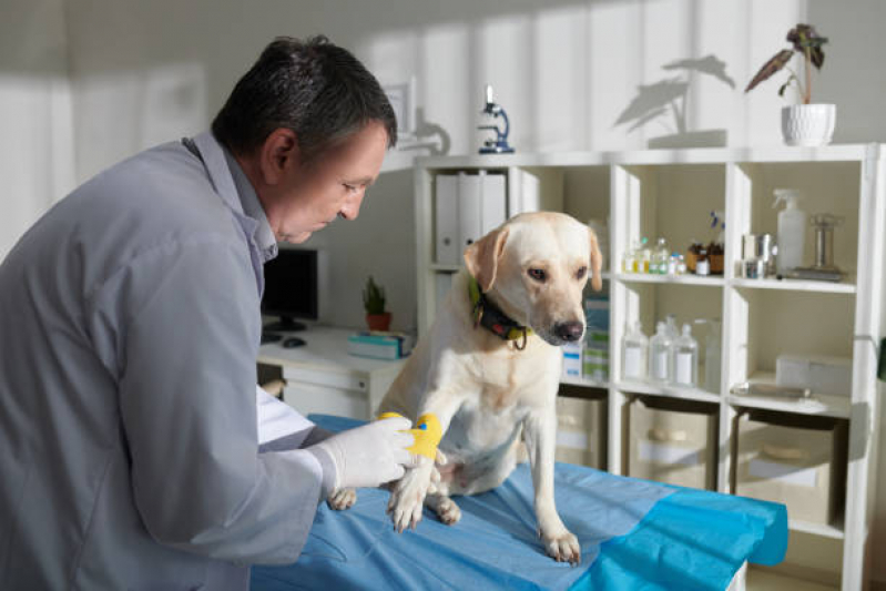Onde Fazer Ozonioterapia para Pets Miguel Russiano - Ozonioterapia para Animais