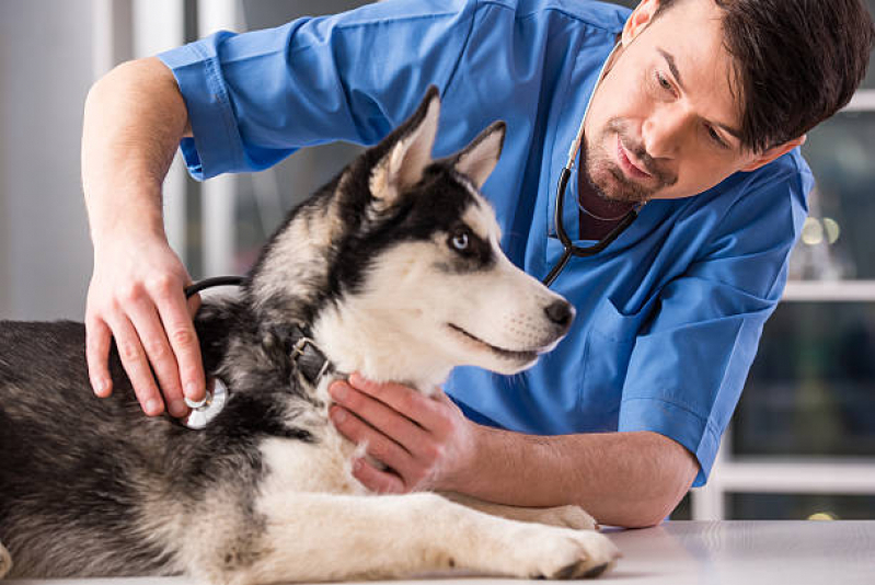 Onde Marcar Cardiologista para Animais de Pequeno Porte Vila Arruda - Eco para Cães