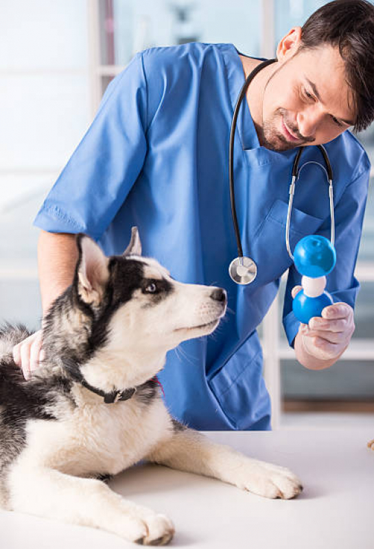Onde Marcar Cardiologista para Cachorro Jardim Andarai - Eletro para Cães Gatos