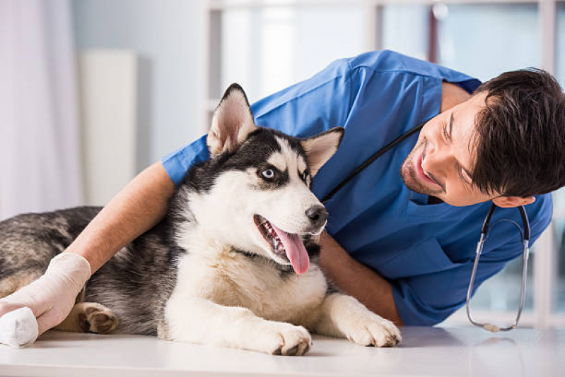 Onde Marcar Cardiologista Pet Parque Arthur Alvim - Eco para Cães