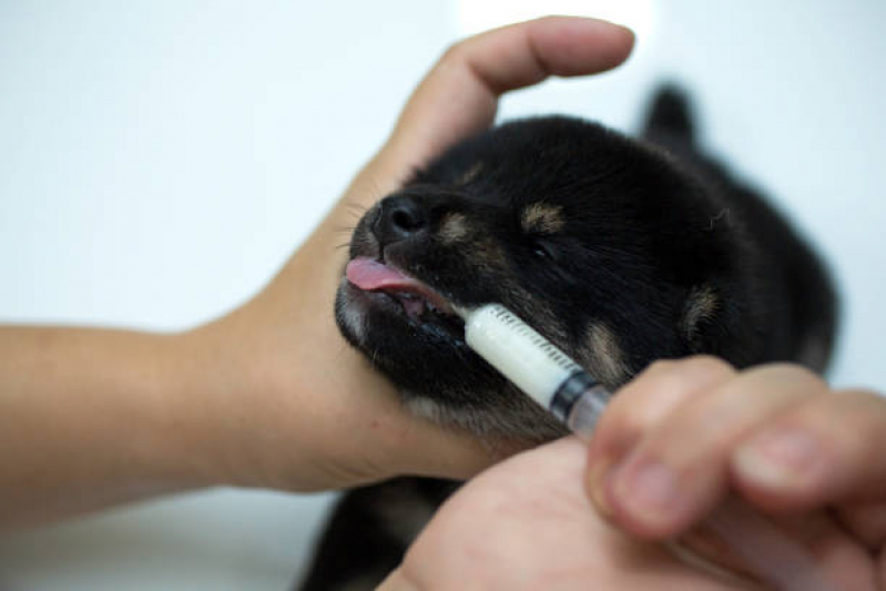 Onde Marcar Consulta de Especialidade de Endocrinologia para Cachorro Vila Prudente - Consulta de Especialidade para Animais Tatuapé