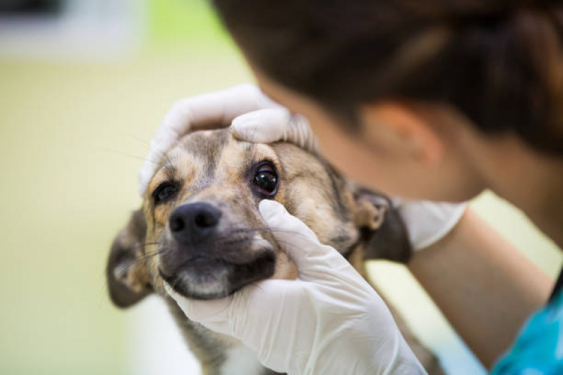 Onde Marcar Consulta de Especialidade de Oftalmologia para Cachorro Vila Bertioga - Consulta de Especialidade para Animais