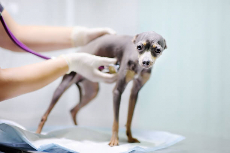Onde Marcar Consulta de Especialidade de Ortopedia para Cachorro Vila Ré - Consulta de Especialidade para Animais