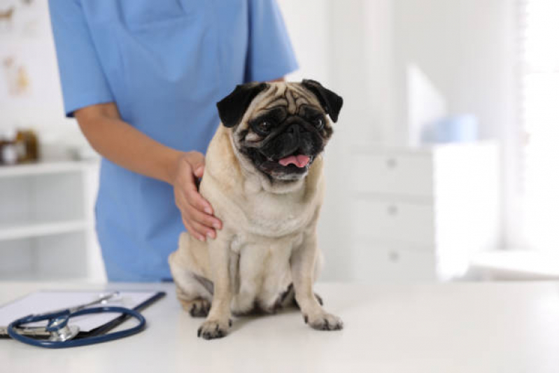 Onde Marcar Eletrocardiograma para Cães e Gatos Vila Matias - Cardiologista para Cachorro