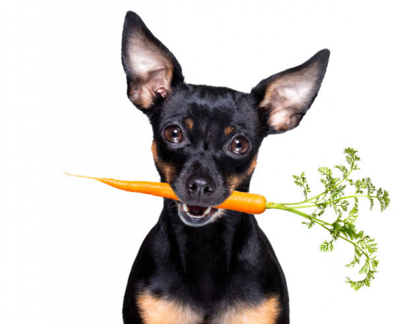 Onde Marcar Nutricionista Especializado em Cachorros São Lucas - Nutricionista para Cachorro Online