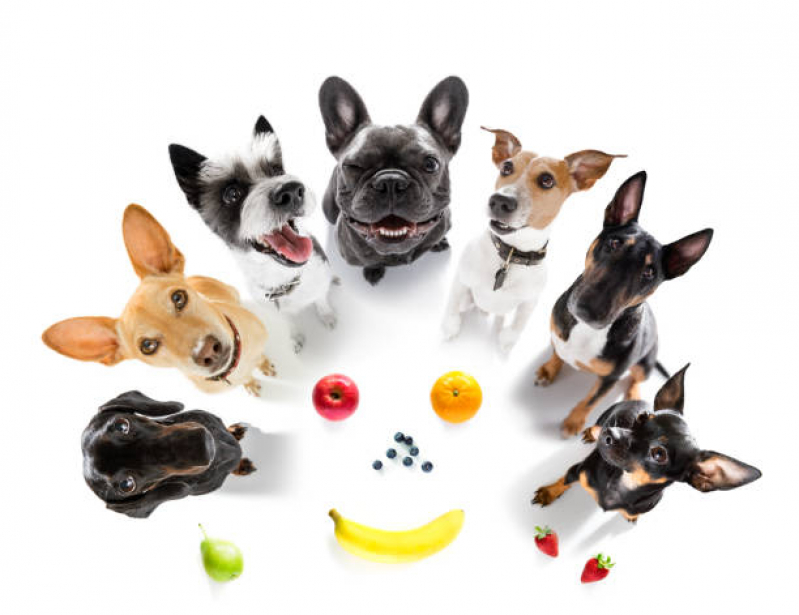 Onde Marcar Nutricionista para Cachorro Belenzinho - Nutricionista Veterinário Online