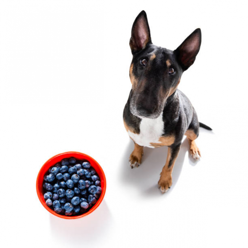 Onde Marcar Nutricionista para Cães Miguel Russiano - Nutricionista para Cachorro Online