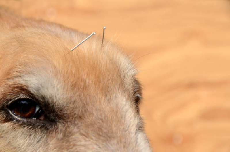 Onde Tem Acupuntura em Cães e Gatos Vila Gomes Cardim - Acupuntura para Cachorro Zona Leste
