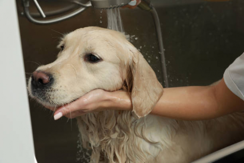 Onde Tem Dermatologia para Cachorro de Pequeno Porte Manguari - Dermatologista para Cães de Grande Porte