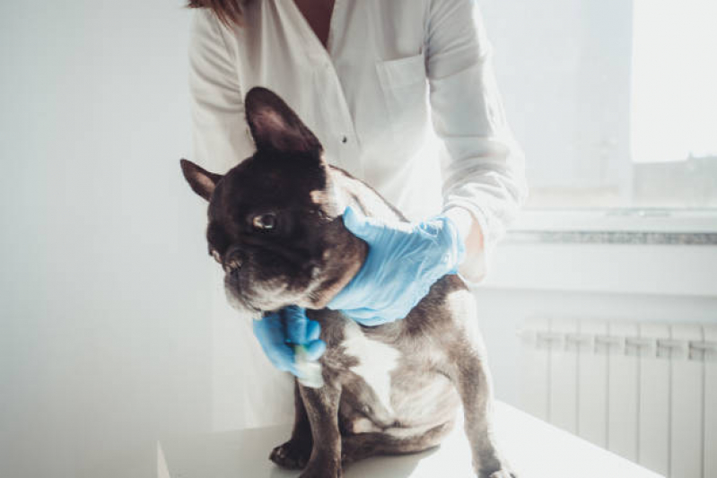 Onde Tem Fisioterapia a Domicilio para Cachorro Cangaiba - Fisioterapia Pet
