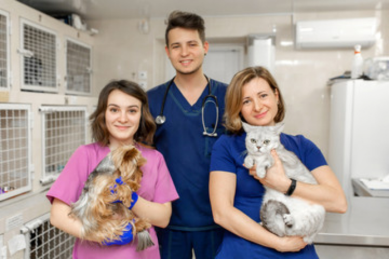 Onde Tem Fisioterapia a Domicilio para Gatos Vila Amalia - Fisioterapia para Cães e Gatos