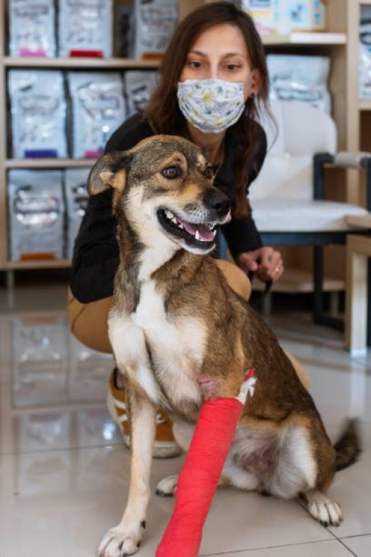 Onde Tem Fisioterapia para Cães e Gatos Vila Ré - Fisioterapia para Cachorro de Médio Porte