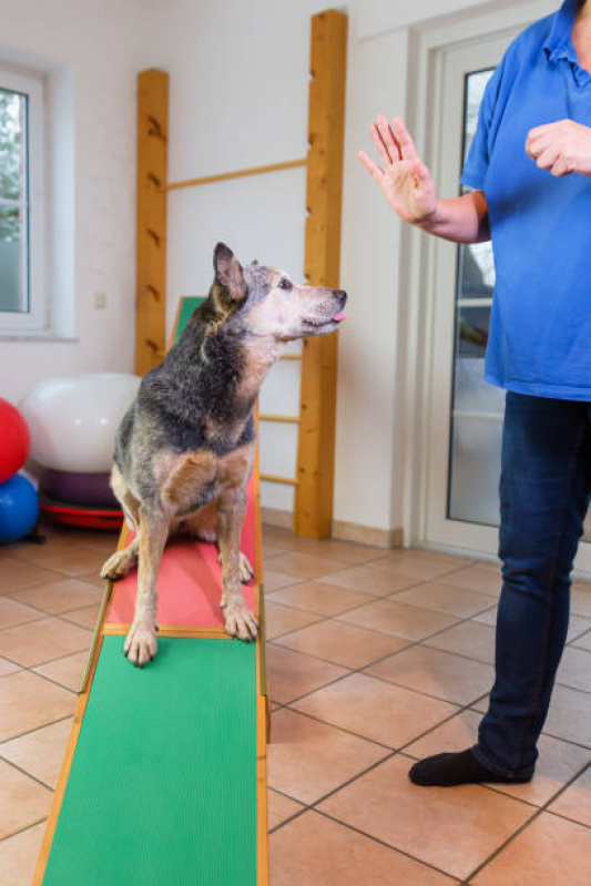 Onde Tem Fisioterapia para Gato Cidade Líder - Fisioterapia para Cães