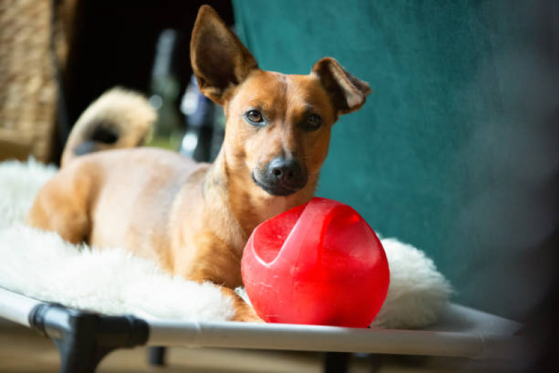 Onde Tem Fisioterapia Pet Maria Quedas - Fisioterapia para Cães e Gatos