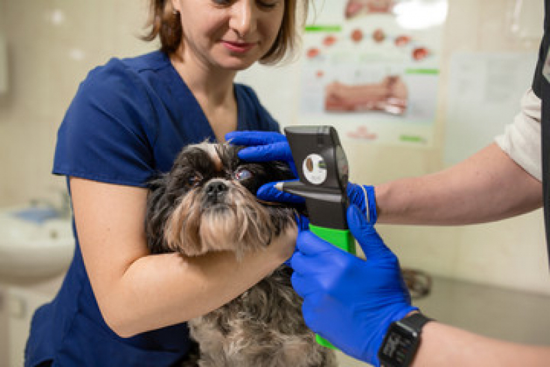 Onde Tem Oncologia Cães de Grande Porte Fazendinha - Oncologia em Cães
