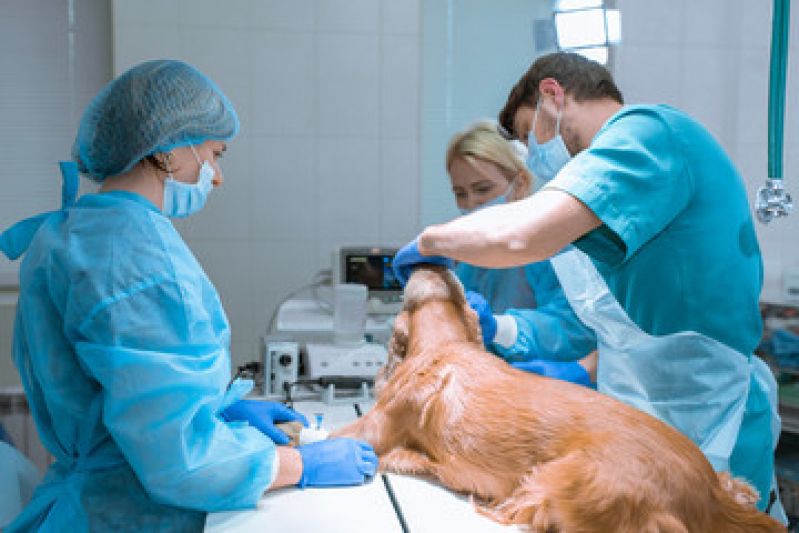 Onde Tem Oncologia em Cães Vila Fernandes - Oncologista de Cachorro