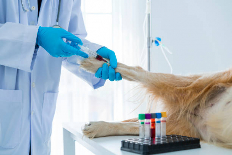Onde Tem Oncologista de Animais Vila São Geraldo - Oncologia em Cães